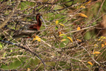 Glossy Ibis perched in tree, Wakodahatchee Wetlands, Florida