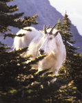 Mountain goat