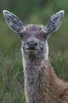 Sika Deer