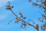 Waxwings