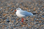 Black-headed Gull