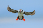 Flying Atlantic Puffin with fish, Farne Islands