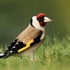 Goldfinch