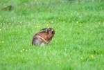 Brown Hare