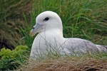 Fulmar