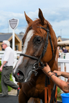300526-Race 6-Zoustar Dreams-0879