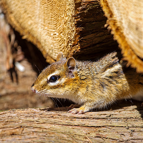 An eastern chipmunk peaks out from it's winter homestead as the snows of winter recede and temperatures begin to rise.