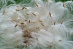 Wild Seeds
