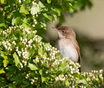 Grasshopper Warbler - Locustella naevia
