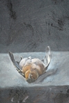 chaffinch 2 Detail