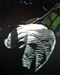 Folha na selva / Jungle leaf