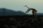 Sandhill Crane gliding at dusk, Bosque del Apache, New Mexico