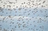 Golden Plover