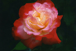 Luminous Rose