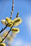 Catkin Pussy Willow-2244