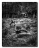 Cabin in the woods