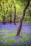 Brampton Bluebells