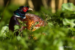Pheasant in sunlight - 4 of 10
