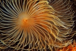 Bispira volutacornis