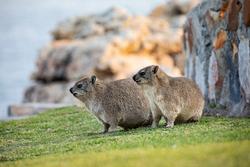 South Africa 2020 portfolio