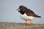 Turnstone