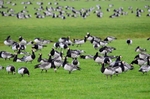 Barnacle Geese