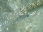 Bonefish Photo - Sparkling Bonefish.
