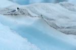 Sabine's Gull on iceberg, Jokulsarlon, Iceland