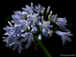 Agapanthus (03)