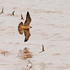 In hot pursuit - Peregrine Falcon vs Semipalmated Sandpiper