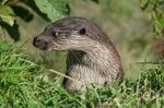 Otter