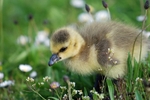 Canada Goose gosling