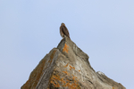 Sharp-shinned Hawk portfolio