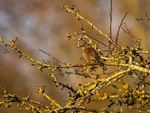 Dunnock