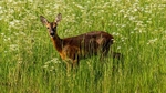 Roe Deer