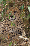 Cheetah sheltering from the hot sun