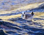 Grey Phalarope riding the waves at Farmoor Reservoir