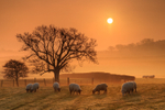 z1972 Early Morning Mist, Ashey