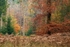 Autumn Leaf Peeping