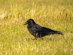 Carrion Crow