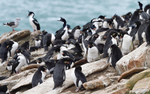 Gentoo and Imperial Cormorant colony