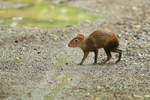 Agouti crossing Pipeline Road, Panama