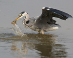 Action shot of Grey Heron catching a Perch