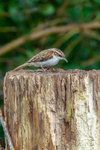 tree creeper Certhia familiaris-3412
