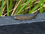 Common Lizard