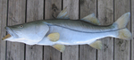 DAVIS 37 1/2 SNOOK