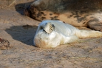 Atlantic Grey Seal