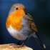 Robin (04)