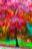 Tree - 9140 motion blur