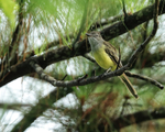 Panama Flycatcher portfolio